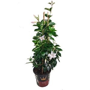 Bild von Kp19 Sundaville Piramide Wit